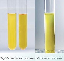 Среда №8 для выращивания Pseudomonas aeruqinosa и Staphylococcus aureus (ГРМ) 0,25 кг